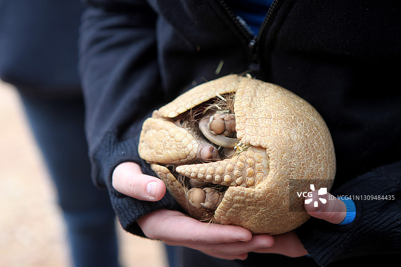 三带犰狳图片素材