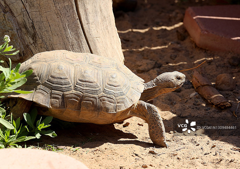 沙漠乌龟图片素材