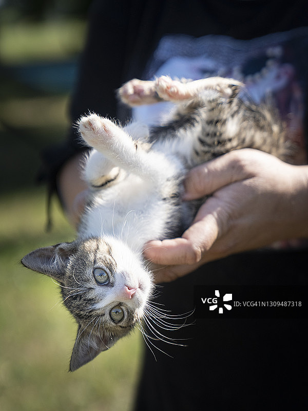 有趣的猫咪图片素材