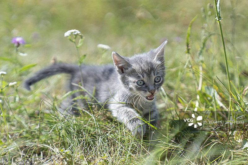 一只受惊的小猫呼唤着它的母亲图片素材