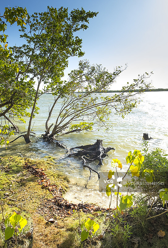乔科洛斯基岛，佛罗里达州千岛群岛图片素材