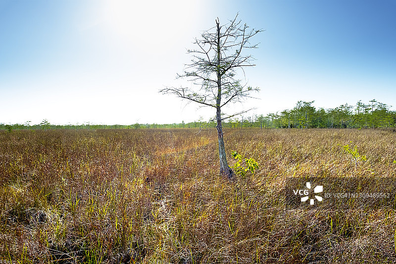 佛罗里达大沼泽地、锯草草原、大柏树保护区图片素材