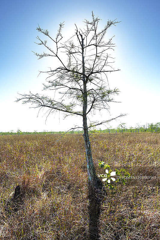 佛罗里达大沼泽地、锯草草原、大柏树保护区图片素材