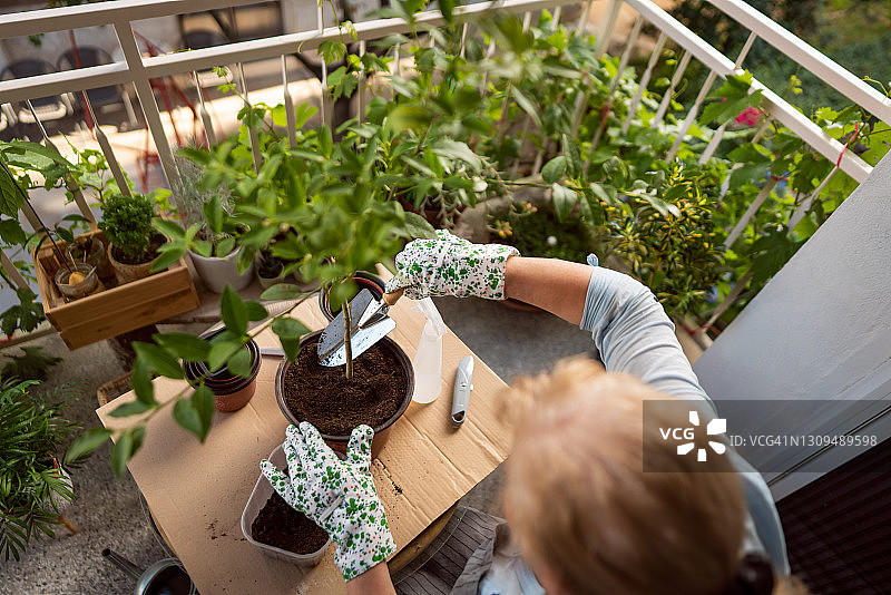 退休妇女在家里的阳台上移植植物的高角度视图图片素材
