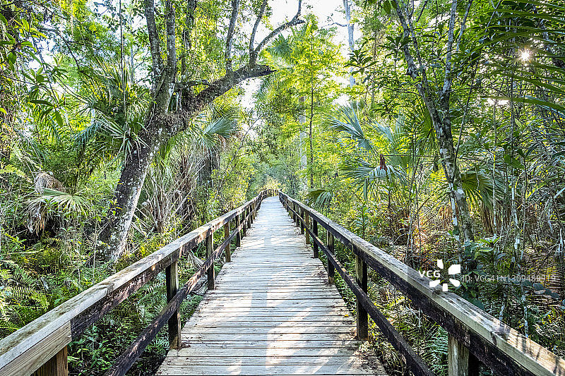佛罗里达大沼泽地：Fakahatchee Strand保护区木板路图片素材