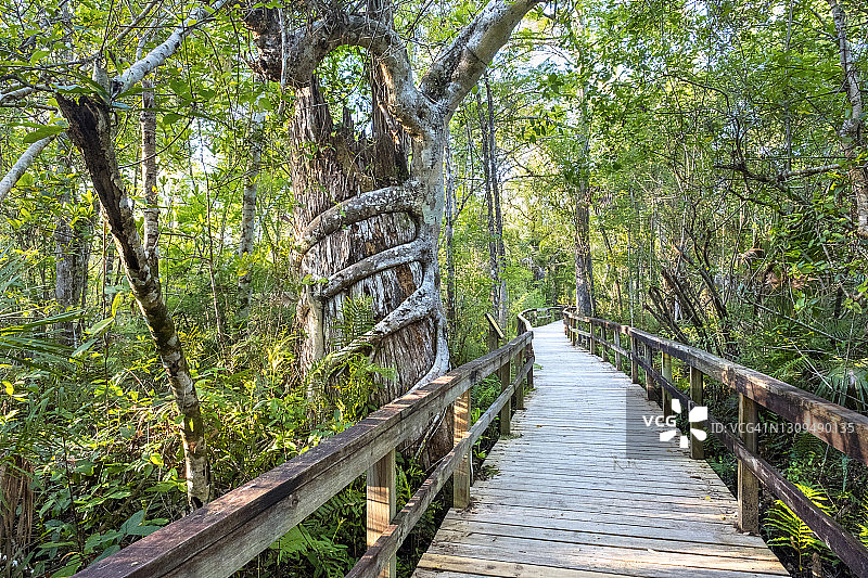 佛罗里达大沼泽地：绞杀榕、木板路和法卡哈奇保护区图片素材