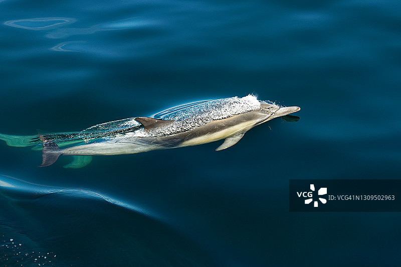 普通海豚图片素材