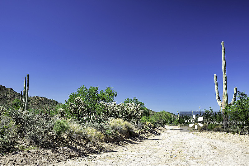 仙人掌国家公园的仙人掌林中的道路图片素材