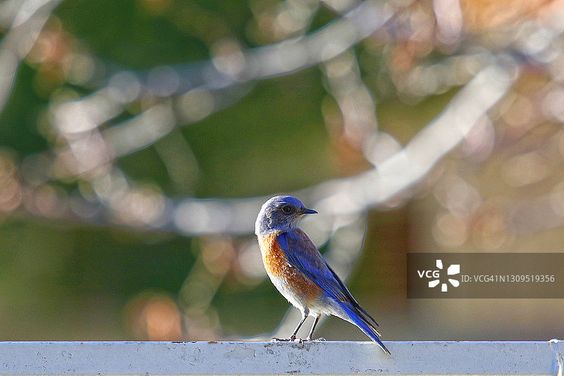 西部蓝知更鸟图片素材