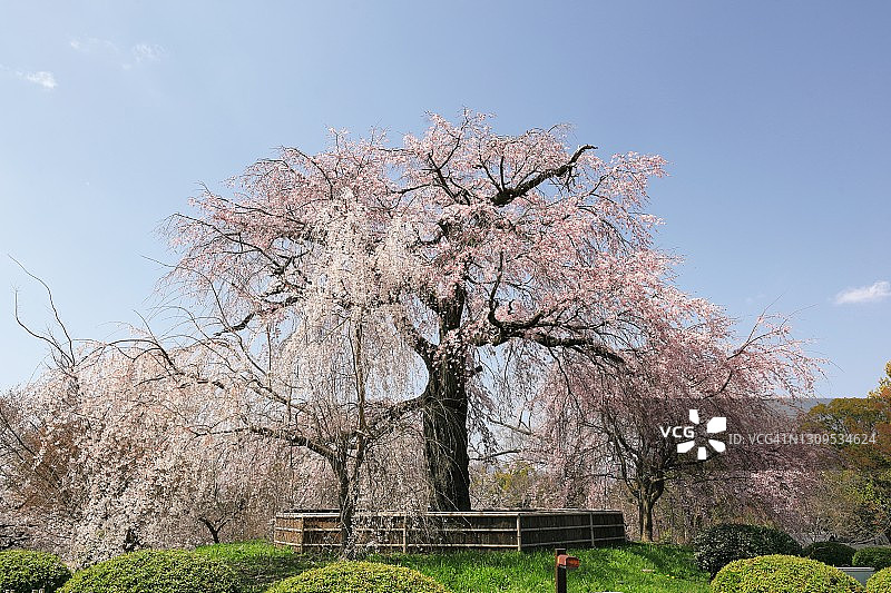 日本京都美丽的春天景色：丸山公园盛开的迷人垂枝樱花，背景是晴朗的蓝天图片素材