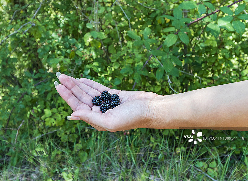 新鲜采摘的黑莓图片素材