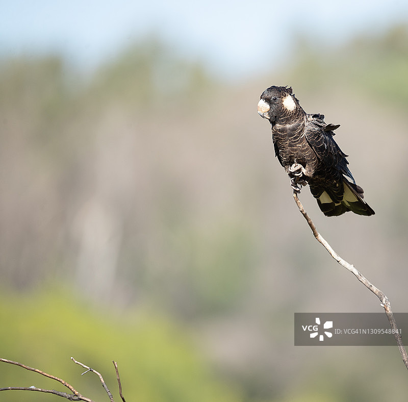 卡纳比氏黑凤头鹦鹉图片素材