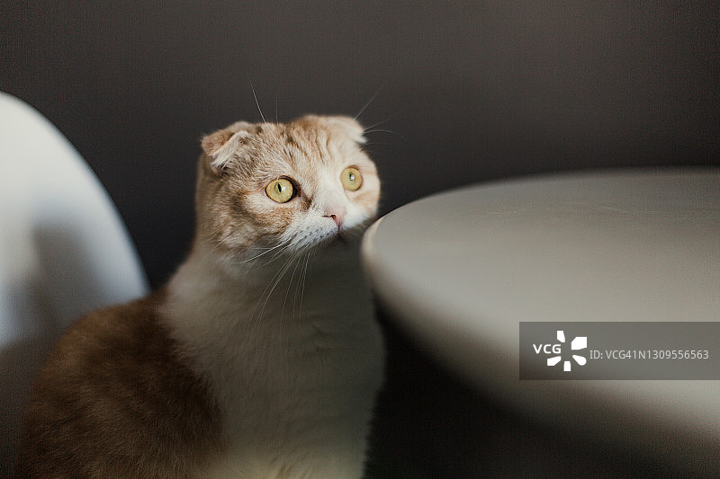 特写：红发白猫，黄色的眼睛图片素材