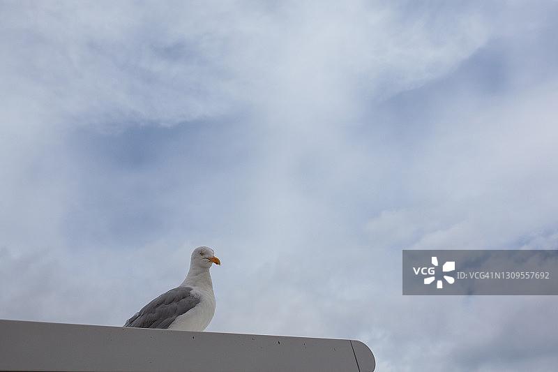 英格兰南部海岸鸟图片素材