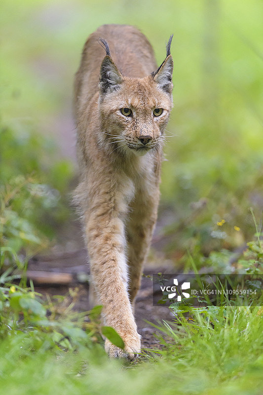 欧亚猞猁图片素材