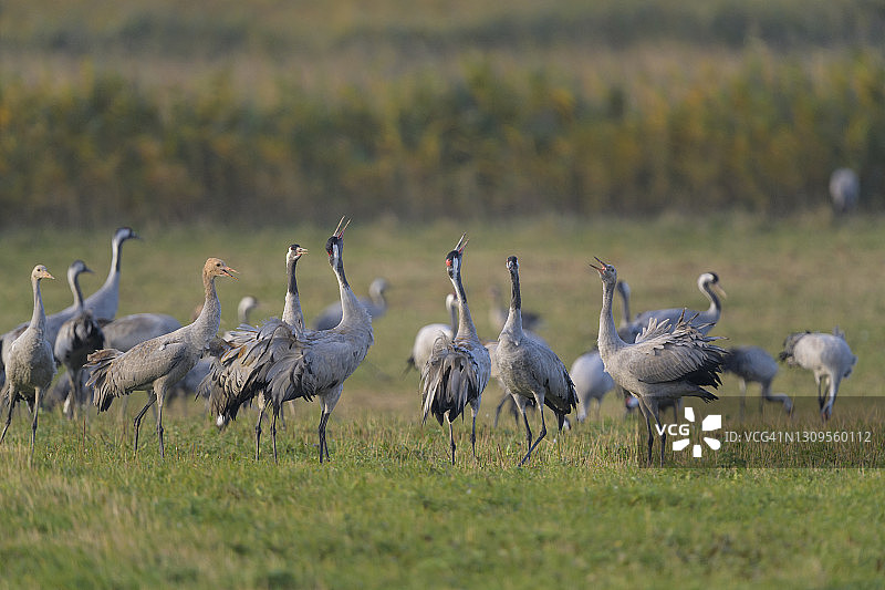 秋季迁徙中的欧洲鹤图片素材