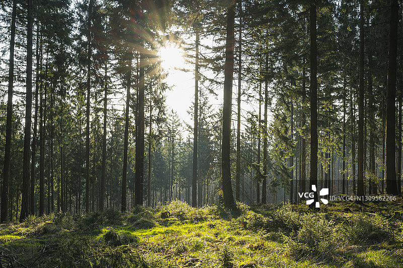 德国巴伐利亚施佩萨特，春天日出时的针叶林图片素材
