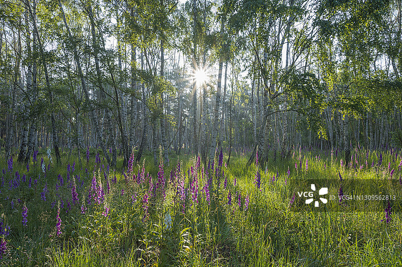 夏季德国黑森州白桦林，红花和阳光图片素材