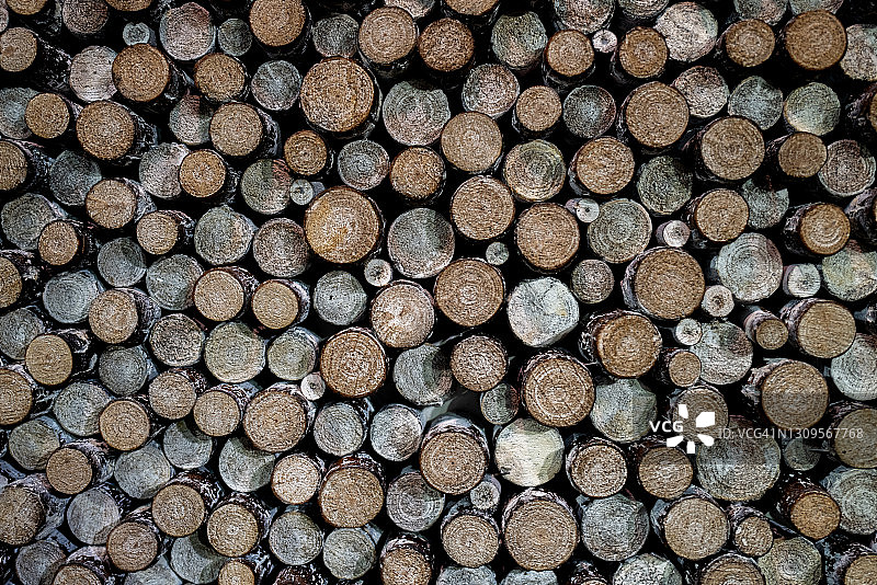 树枝截面特写图片素材