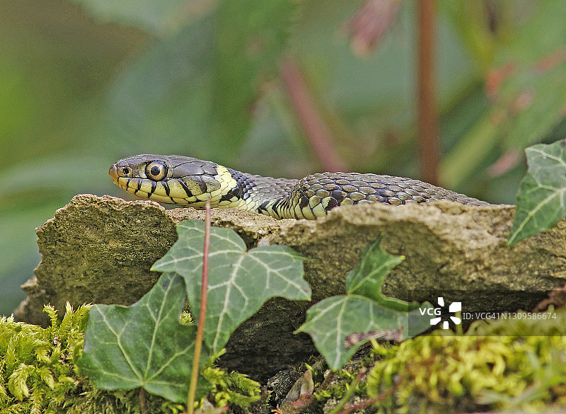 草蛇(Natrix Natrix)图片素材
