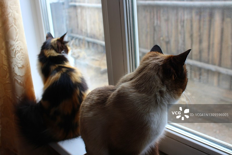两只在窗台上向外看的猫图片素材