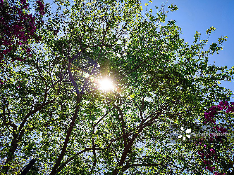 树林中的太阳图片素材