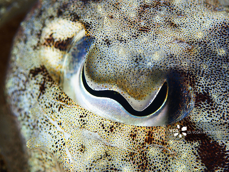 乌贼眼睛特写图片素材