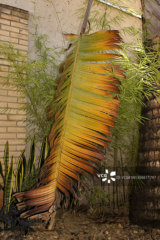 一片干燥的扇芭蕉叶图片素材