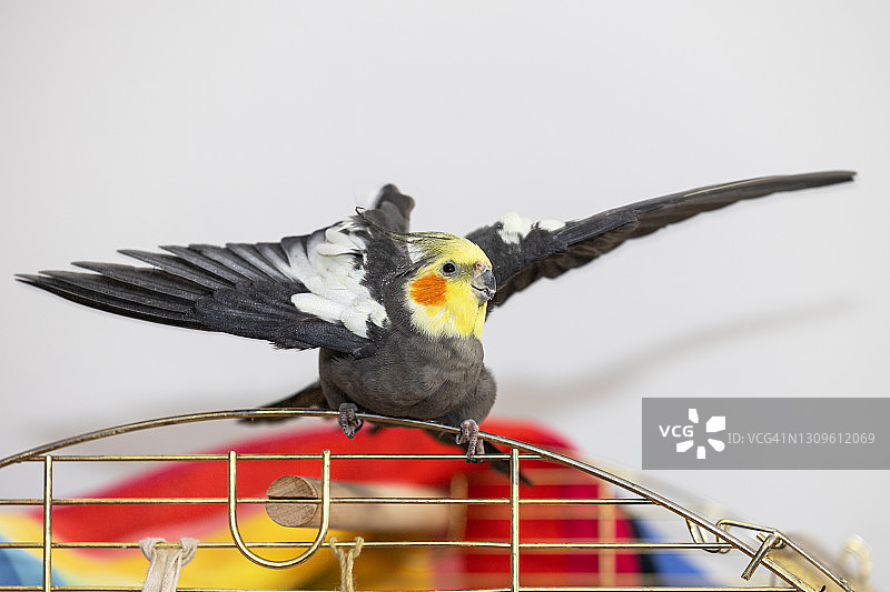 展开翅膀的鸡尾鹦鹉图片素材