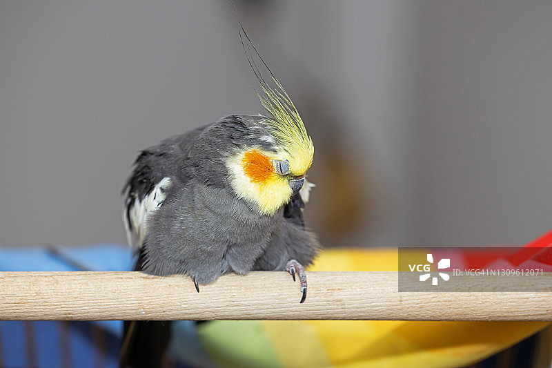 疲惫的鸡尾鹦鹉图片素材