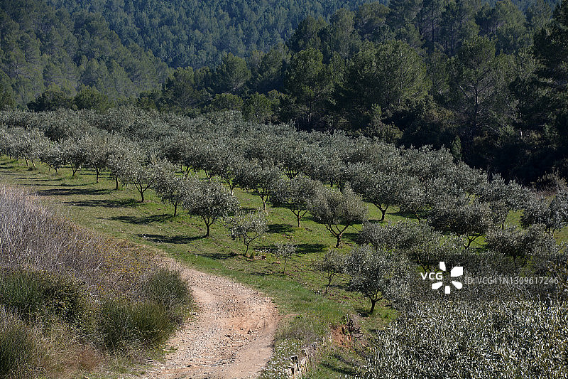法国普罗旺斯橄榄树田图片素材