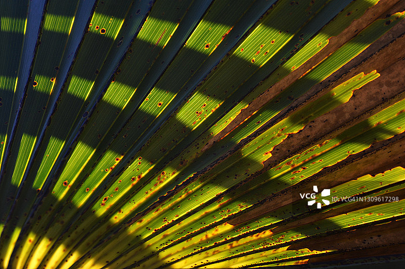 法国南部的棕榈叶图片素材