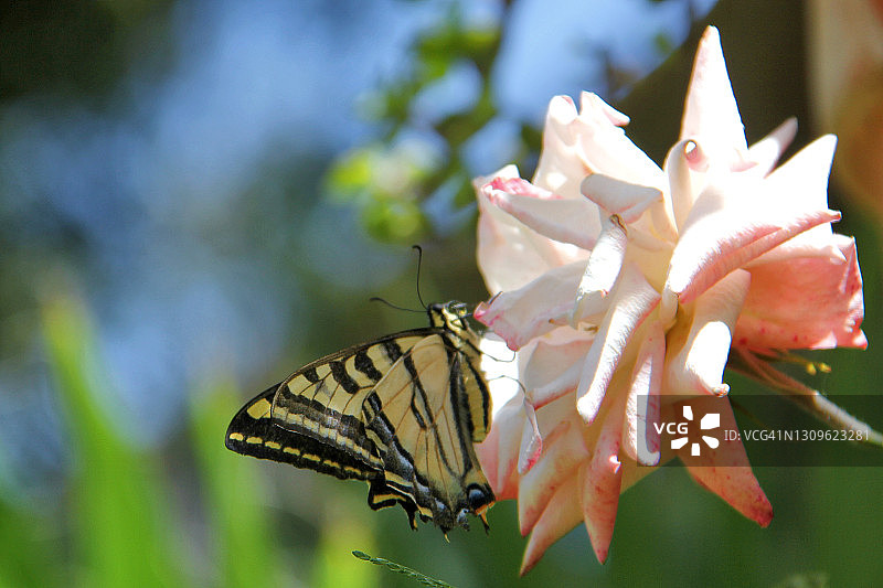 虎凤蝶图片素材
