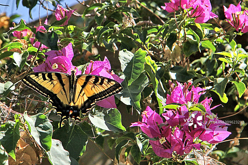 虎凤蝶图片素材