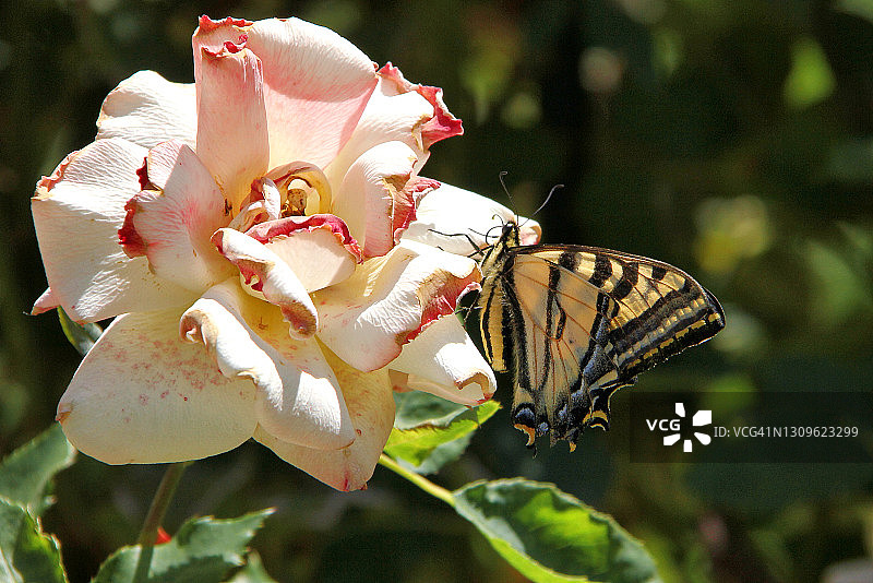 虎凤蝶图片素材