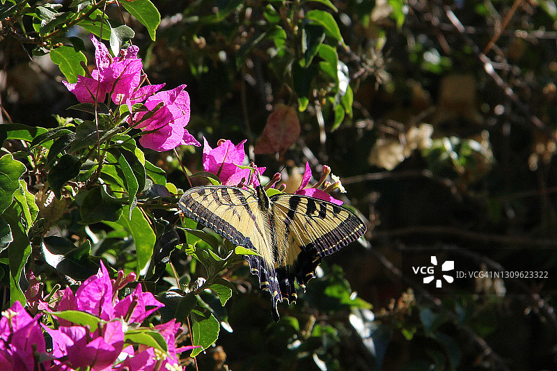 虎凤蝶图片素材