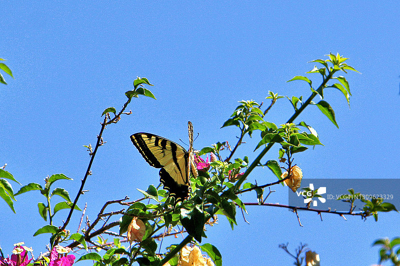 虎凤蝶图片素材