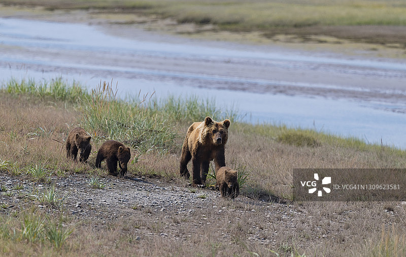 带着幼崽的雌性灰熊图片素材