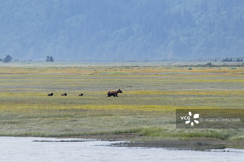 带着幼崽的雌性灰熊图片素材