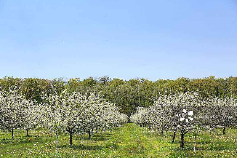 威斯康星州农场县盛开的樱桃树行图片素材