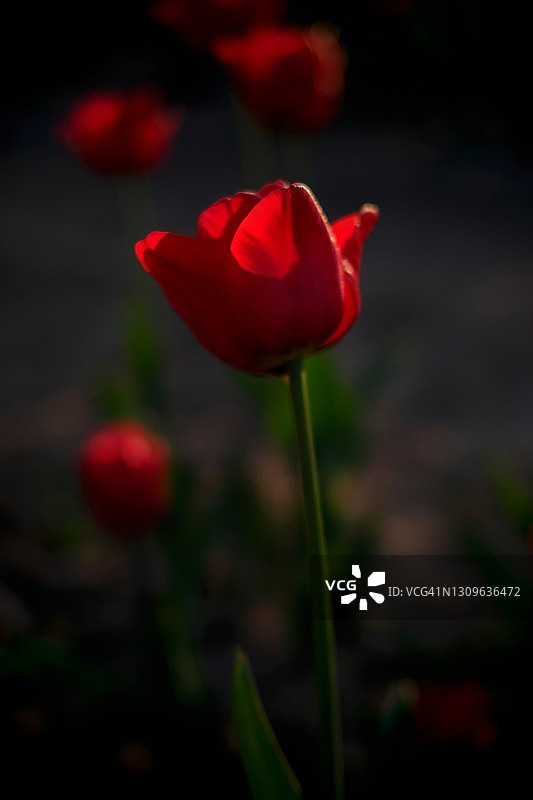 春天里色彩鲜艳的郁金香图片素材