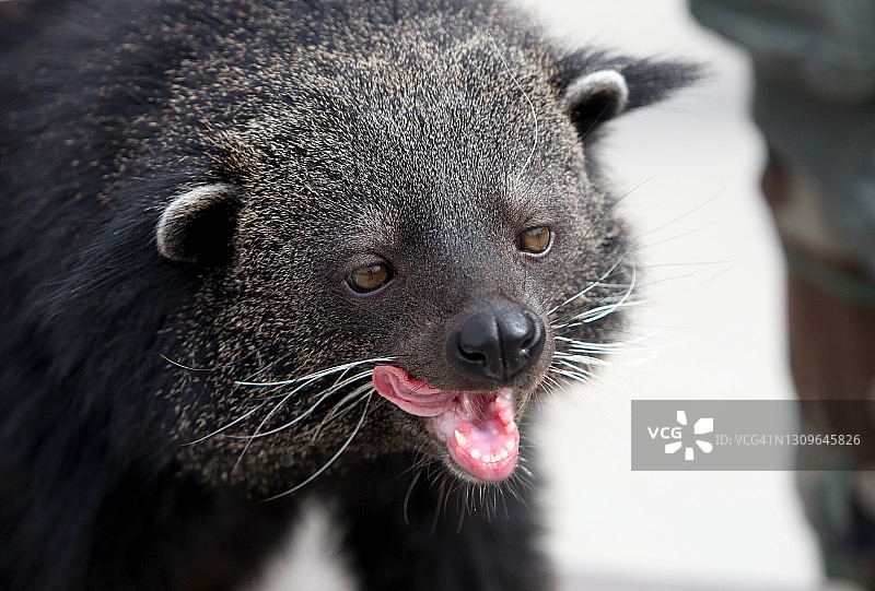 动物：熊狸图片素材