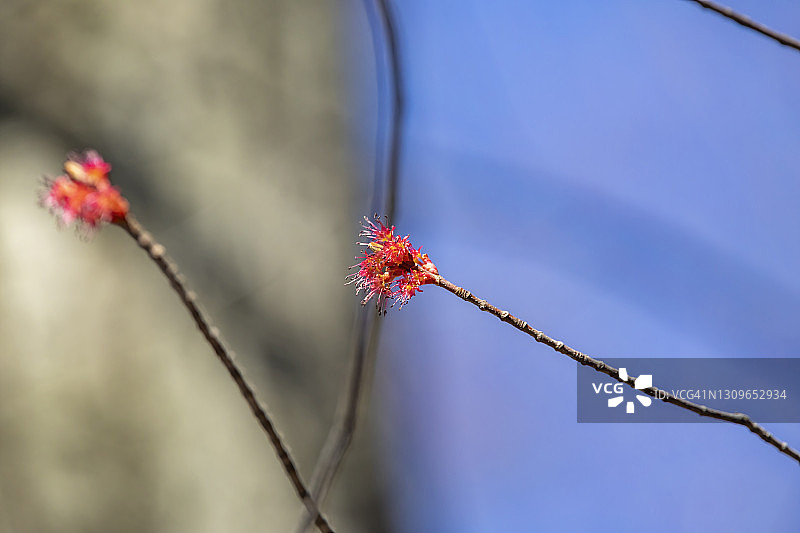 春天开花图片素材