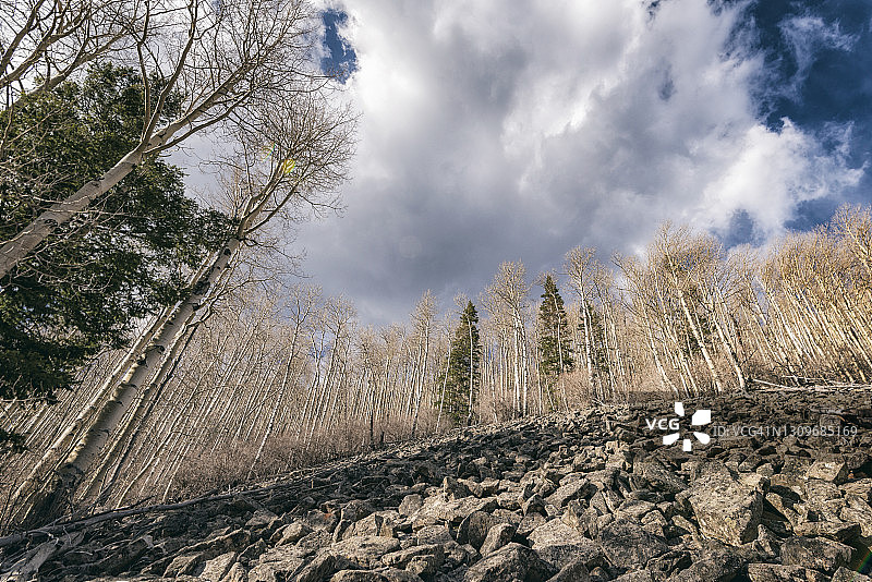 科罗拉多州佩科斯荒野森林景观图片素材