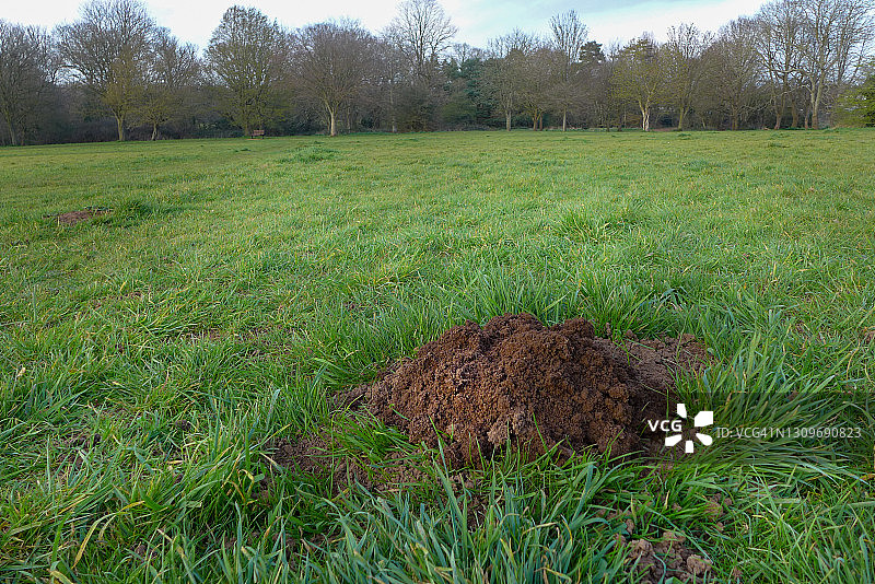 公园绿草地中的鼹鼠丘图片素材