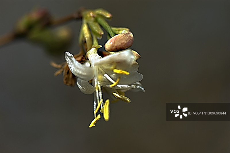 冬天的美图片素材