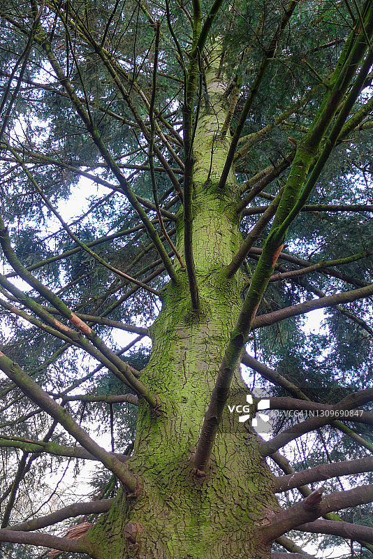 西部红雪松树干和树枝（Thuja plicata）的仰视角度图片素材