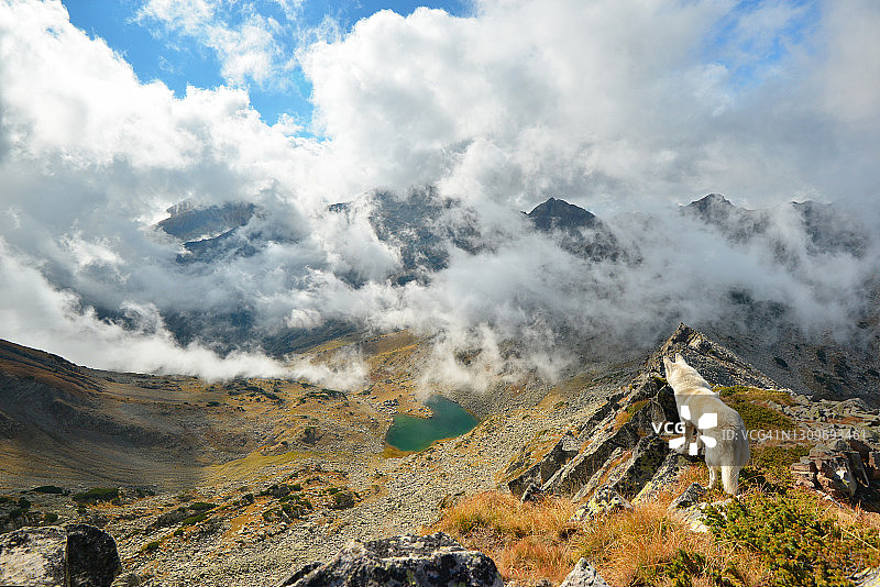 站在山顶欣赏风景的白色哈士奇犬图片素材