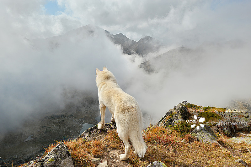 站在山顶欣赏风景的白色哈士奇犬图片素材