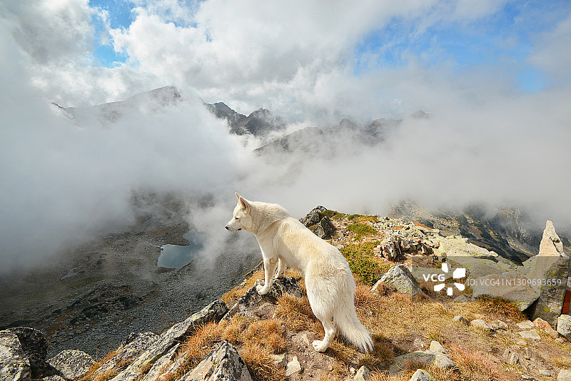 站在山顶欣赏风景的白色哈士奇犬图片素材